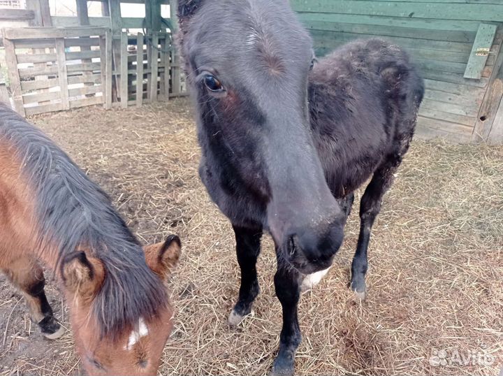 Ирландский пони. Жеребец