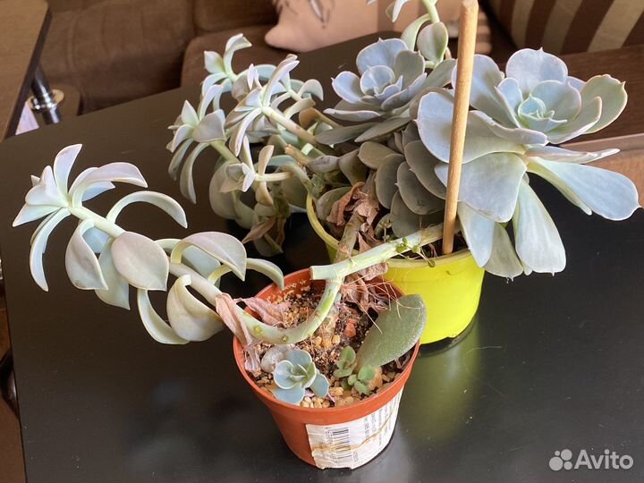 Суккуленты