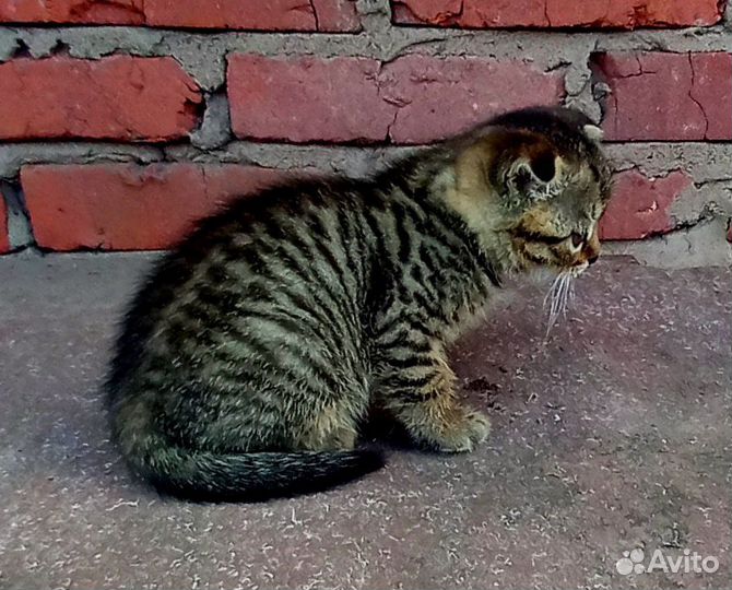 Кошки в добрые руки, вислоухие