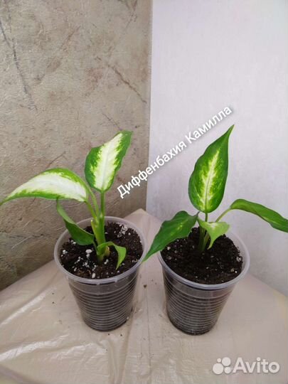 Домашние цветы