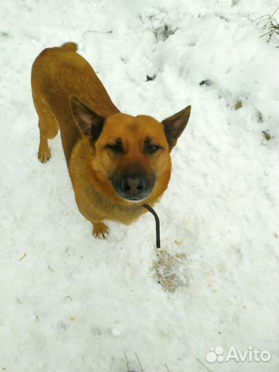 Собака в добрые руки отдам бесплатно