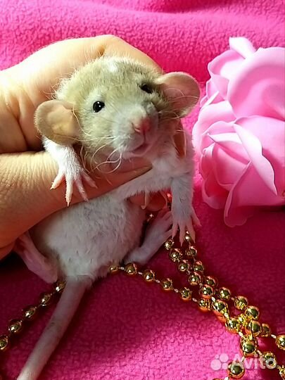 Крысята дамбо питомник,мальчишки