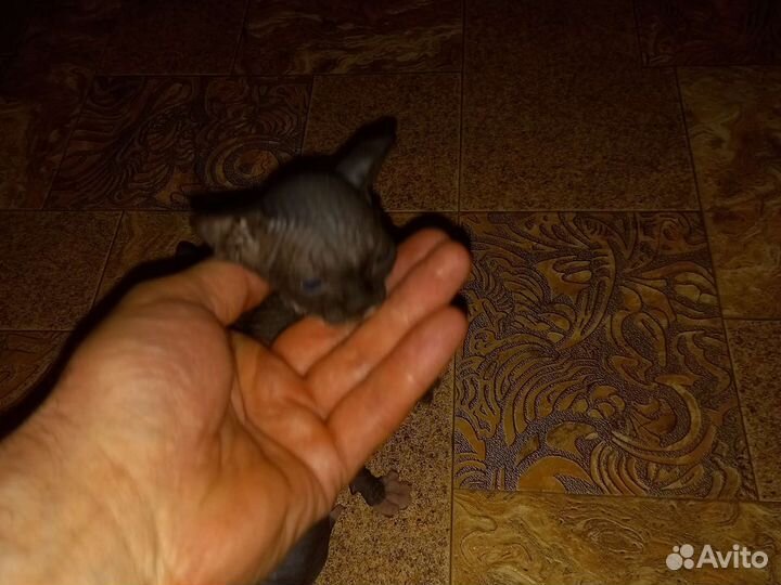 Котята мальчики