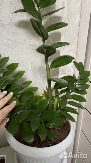 Замиокулькас