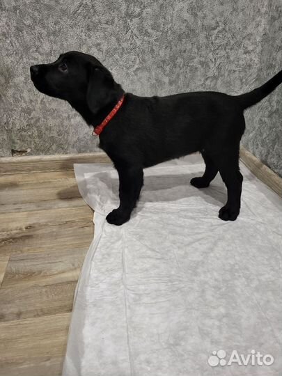 Щенки лабрадора черные