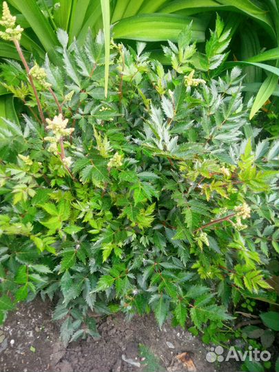 Астильба белая