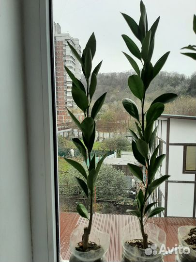 Цитрусовые растения. Лимон,мандарин, кумкват