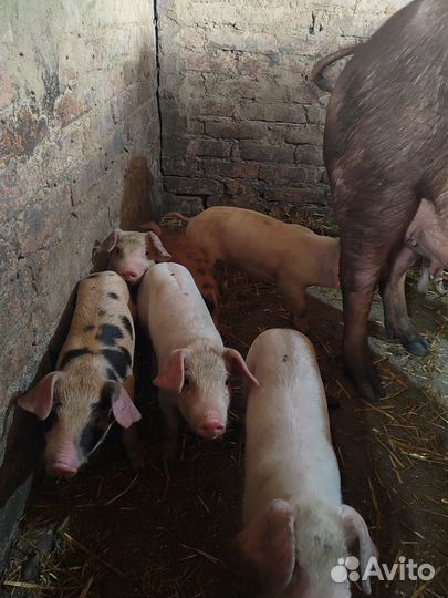 Поросята ландрас дюрок