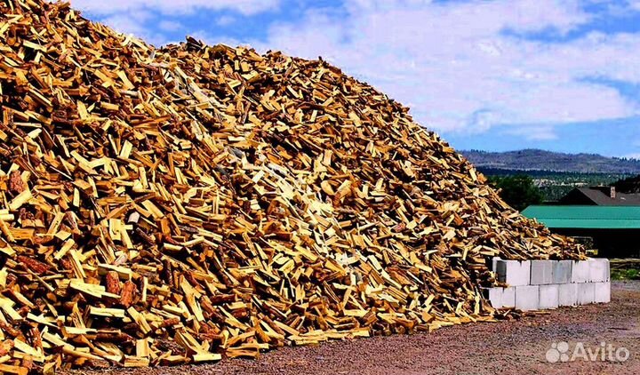 Береза на выбор