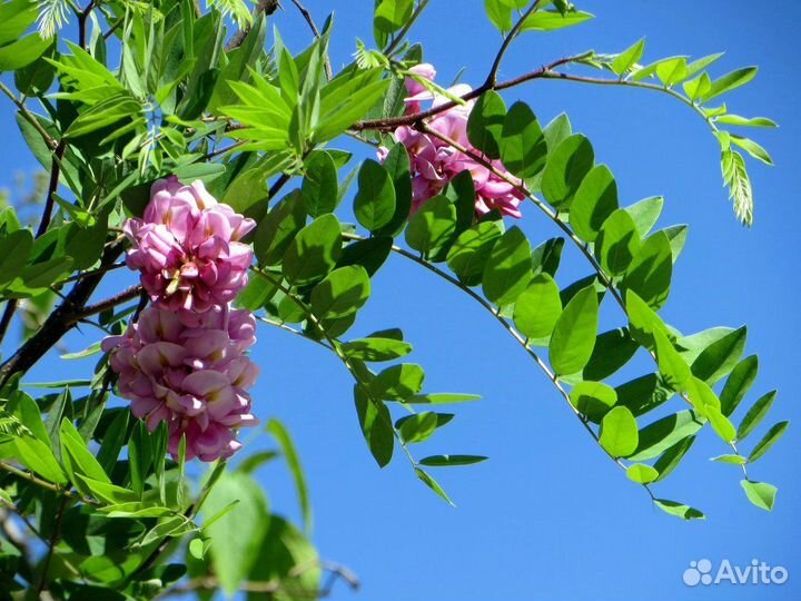 Цветки подсолнуха, ромашки и акации
