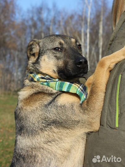 Лукас из приюта ищет дом