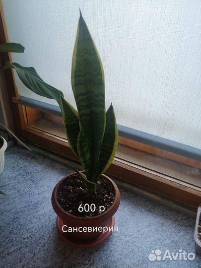 Комнатные цветы