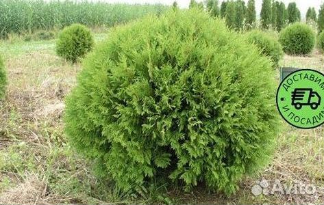 Туя Глобоза