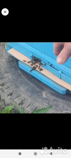 Среднерусские пчелы