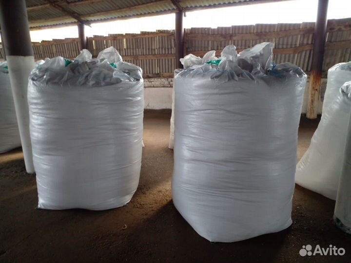 Редька масличная, сорт Тамбовчанка