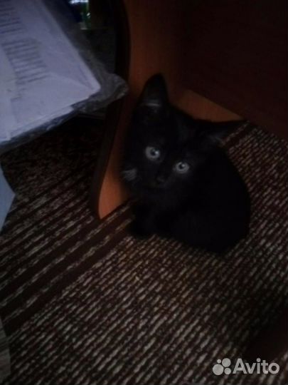 Котята в добрые руки бесплатно