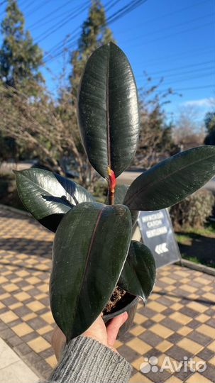 Домашние и уличные растения