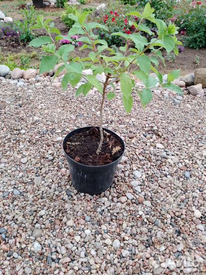 Гортензии метельчатые