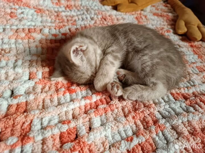 Плед из Alize puffy и другие изделия