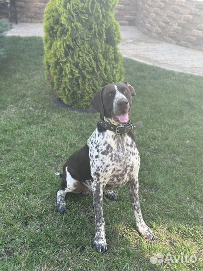 Курцхаар вязка