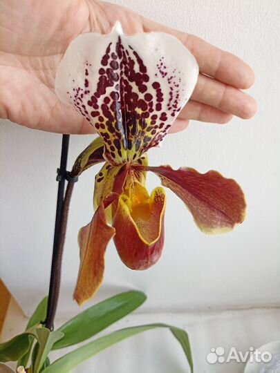 Орхидея башмачок Paphiopedilum Leanum