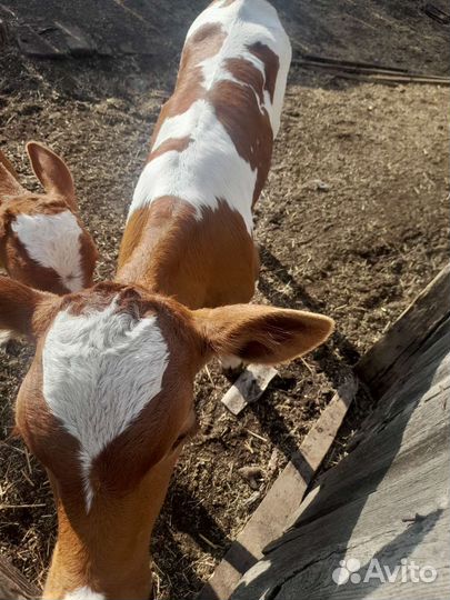 Телята телочки