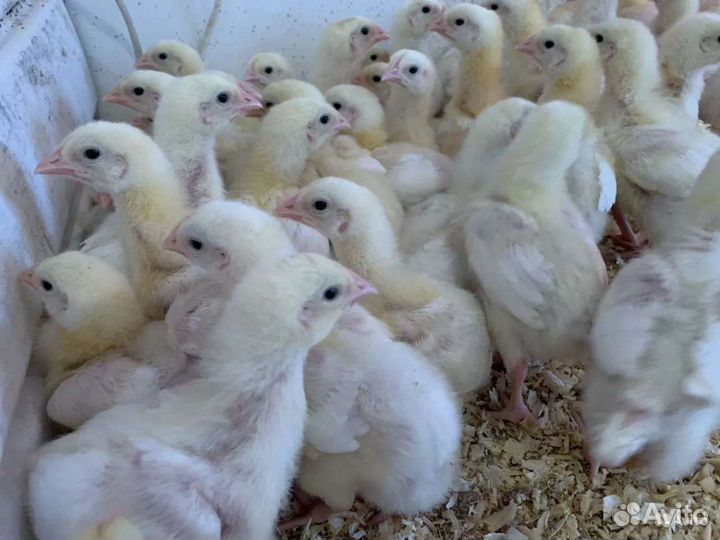 Двухнедельные цыплята бройлеры кобб 500
