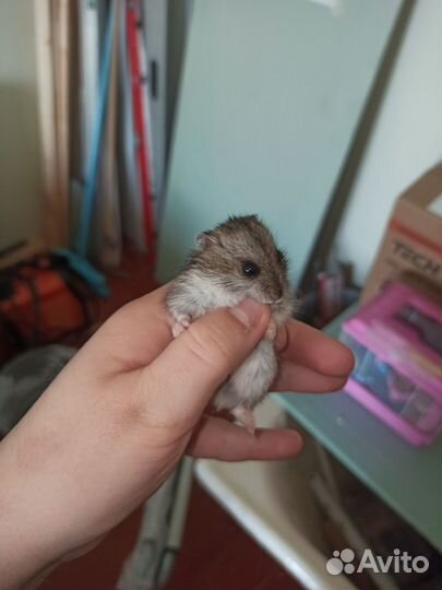 Джунгарский хомяк с клеткой