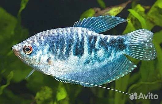 Гуппи, сомы, гурами