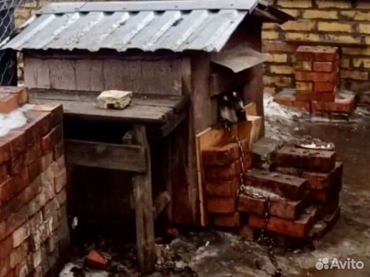 Пёс, спасенный от смерти, добрый и общительный