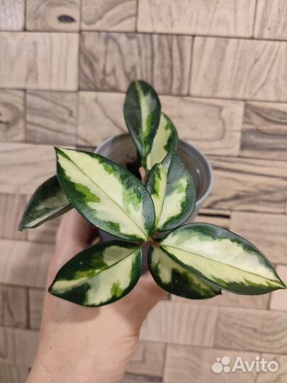 Хойя карноза триколор