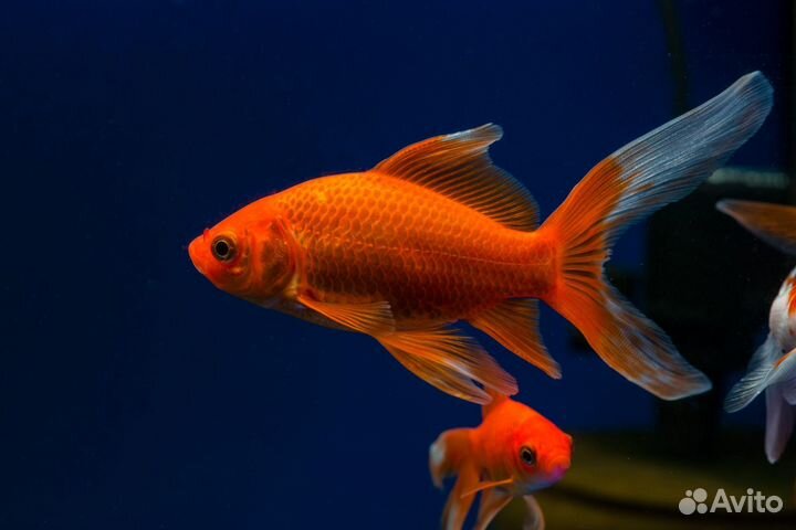 Рыбки кои и кометы