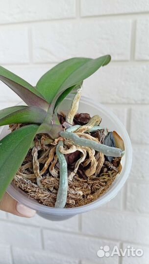 Орхидея бабочка Good Idea, Желтая восковая