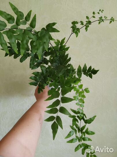 Папоротники, спатифиллум