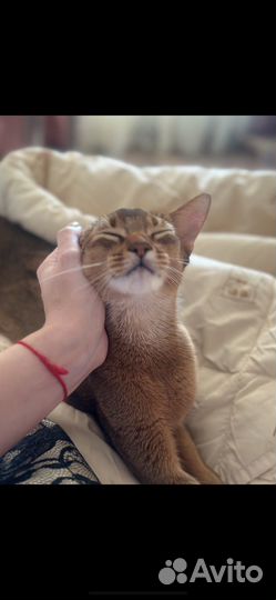 Абиссинская кошка