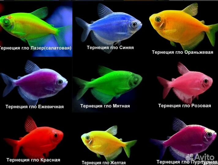 Тернеция, данио глофиш (Glofish), раки