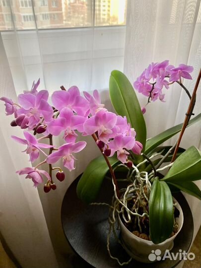 Орхидеи фаленопсис взрослые