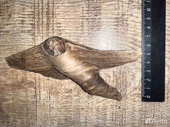 Дар природы