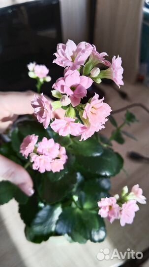 Комнатные цветы Каланхоэ