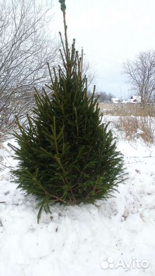 Ель новогодняя живая