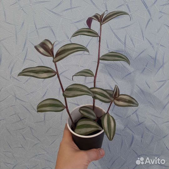 Традесканция