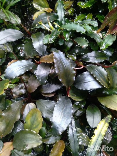 Растения для аквариума, флорариума, террариума