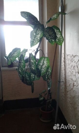 Комнатные цветы