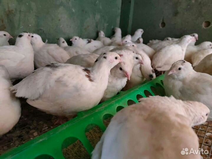 Инкубационное яйцо Перепела Техасы