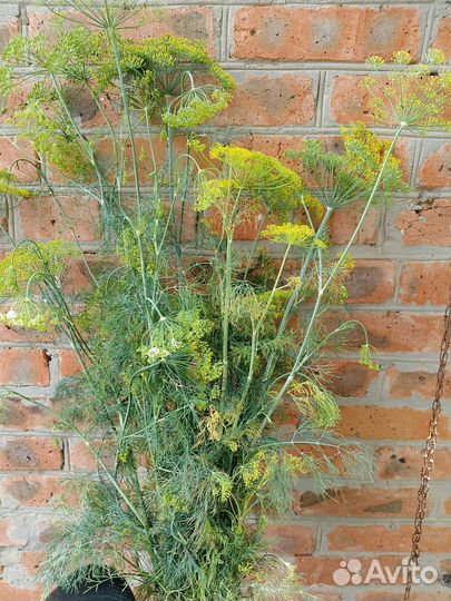 Укроп,петрушка,хрен, свежий,сухой,семена