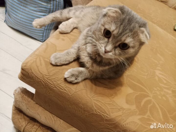 Отдам в добрые руки вислоухую кошечку