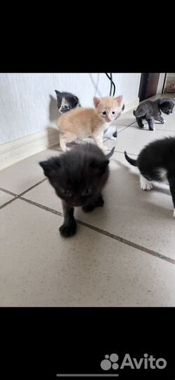 Котята