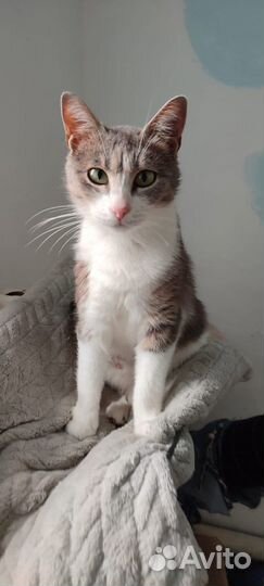 Кошечка Зося