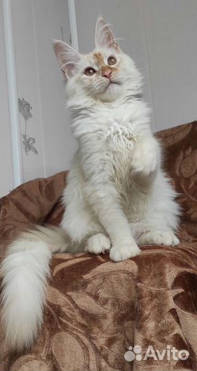 Девочка мейн кун