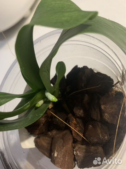 Орхидея фаленопсис Дикий белый